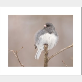 Fluffy Dark Eyed Junco with brown/tan blurred background Posters and Art